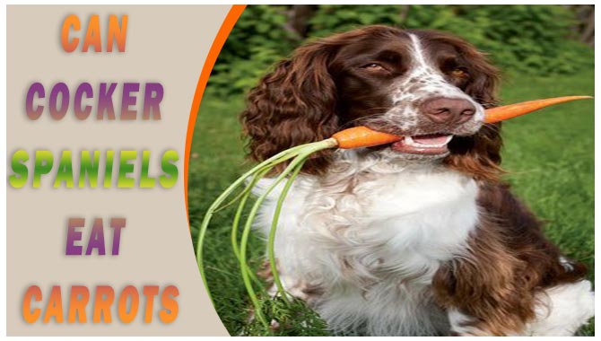 Can Cocker Spaniels Eat Carrots