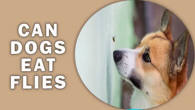 Can Dogs Eat Flies