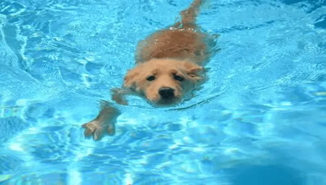 Can Golden Retriever Puppies Swim, And Is It Safe