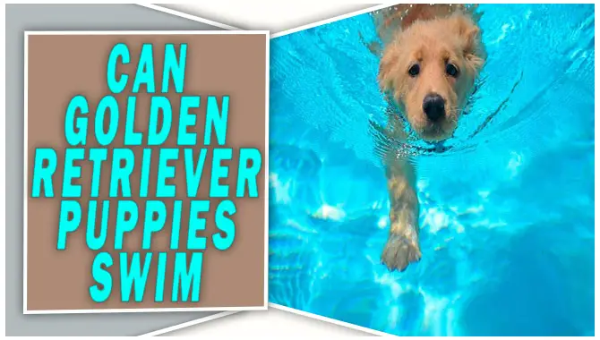 Can Golden Retriever Puppies Swim