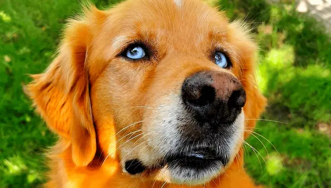 Can Golden Retrievers Have Blue Eyes?
