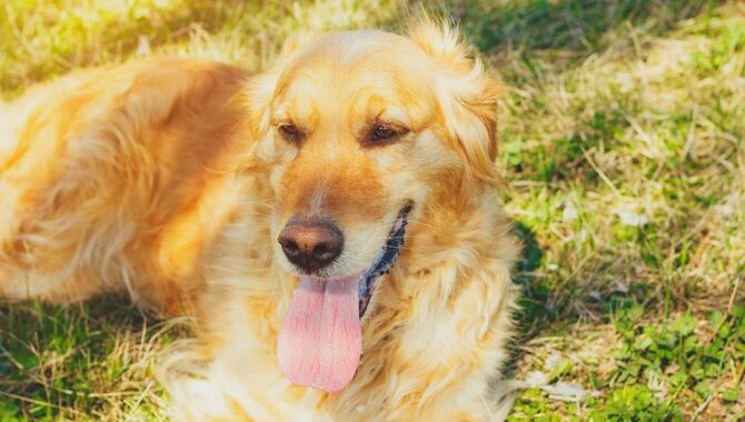 Can Golden Retrievers Live In Hot Climates (The Facts)