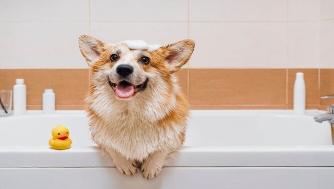 Can I Bathe My Pregnant Dog