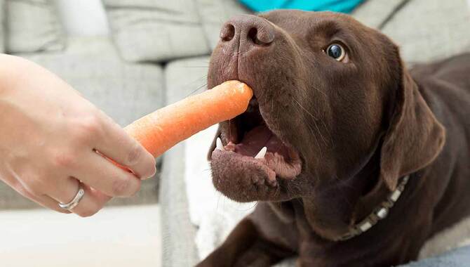 Can I Give Carrots To My Dog