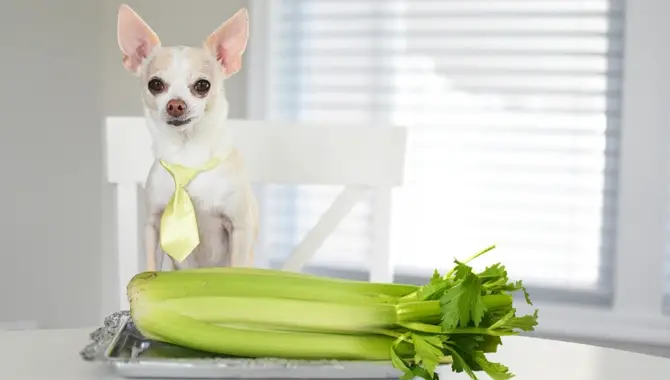 Can I Give Celery To My Dog