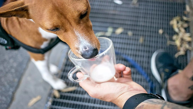 Can Puppies Drink Cow's Milk- Know The Facts