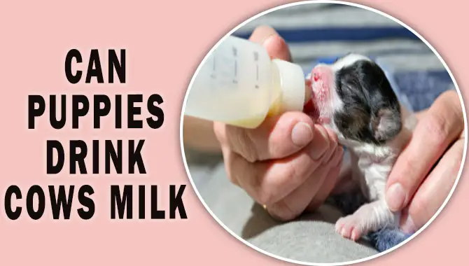 Can Puppies Drink Cows Milk
