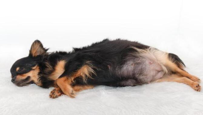 Can You Bathe Pregnant Dogs With Flea Shampoo: 7 Safe Tips