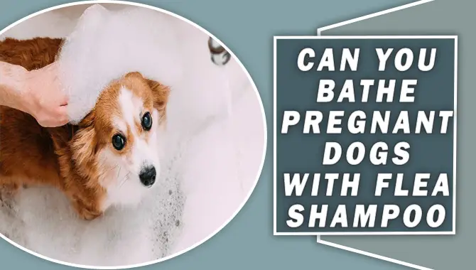 Can You Bathe Pregnant Dogs With Flea Shampoo