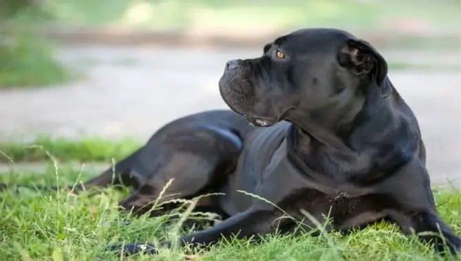 Can You Keep A Cane Corso Outside In Hot Weather?