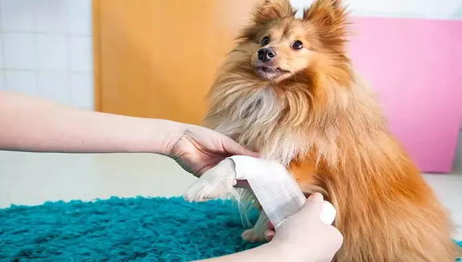 Can You Put Triple Antibiotic Ointment On A Dog's Paw?