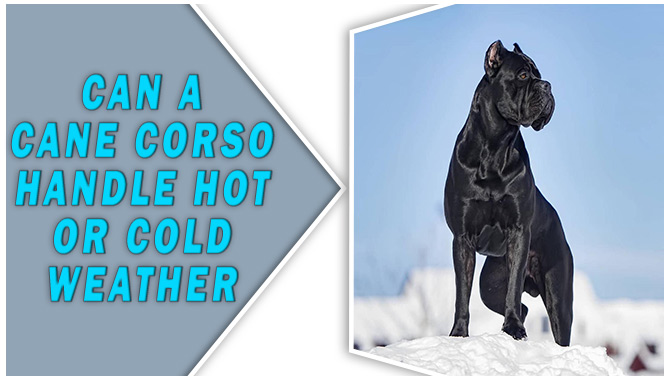 Can A Cane Corso Handle Hot Or Cold Weather