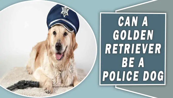 Can a Golden Retriever Be a Police Dog