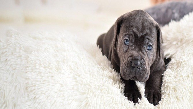 Cane Corso Crate Training