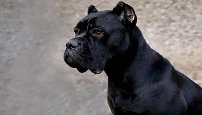Cane Corso Ear Cropping — What You Need To Know