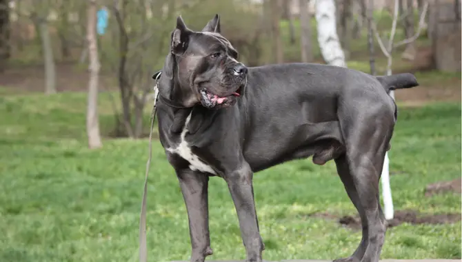 Cane Corso Height, Weight, & Body
