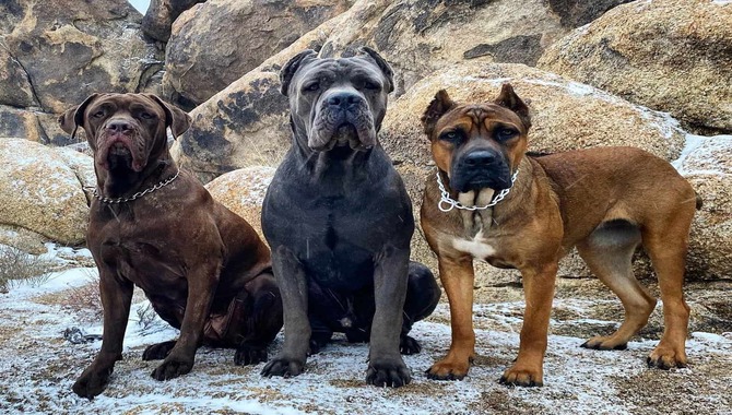 Cane Corso  Lifespan And Coat Color