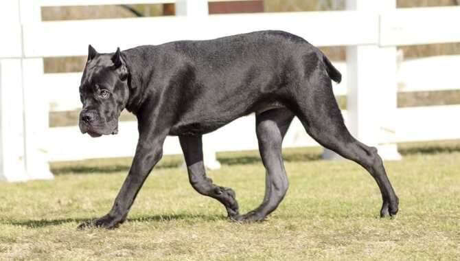 Cane Corso  Lifespan Survey Results