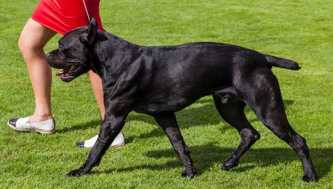 Cane Corso Obedience Training