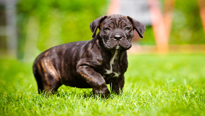 Cane Corso Potty Training