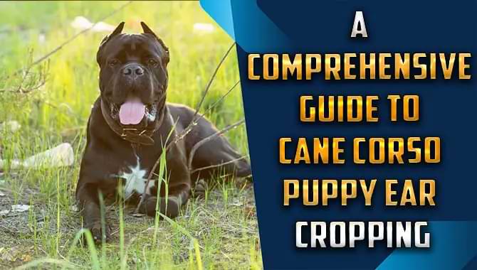 Cane Corso Puppy Ear Cropping