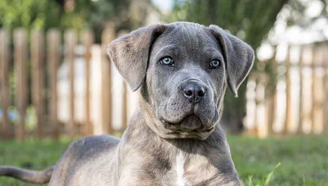 Cane Corso Temperament