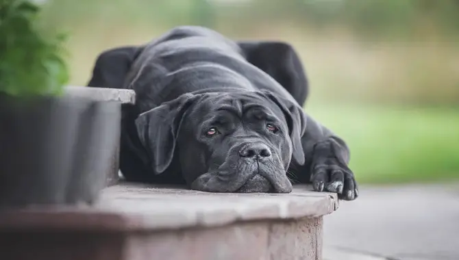 Cane corso dog lying on the steps of the house.