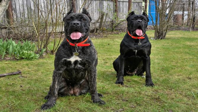 Cane Corsos As Protection Dogs