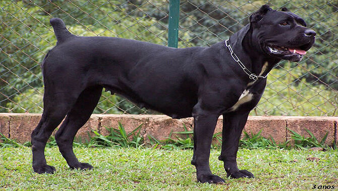 Cane Corsos Breed Characteristics