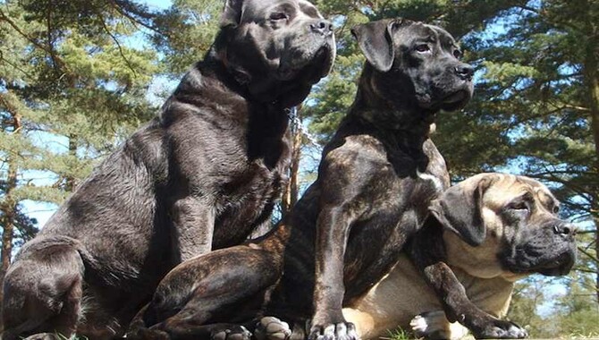 Cane Corsos Have A History Going Back To Ancient Greece