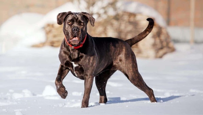 Cane Corsos Have Dominant Personalities