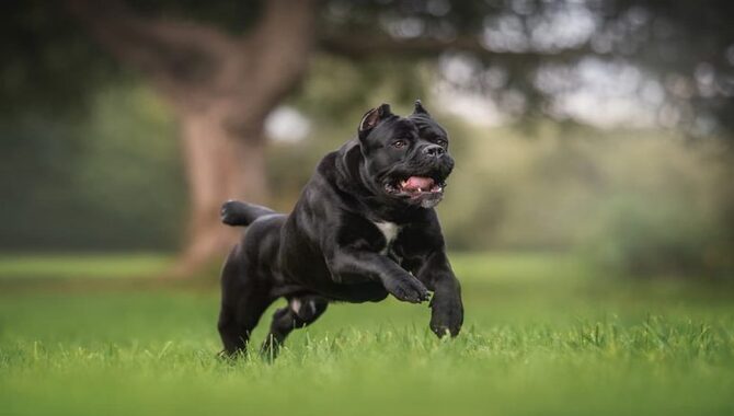 Cane Corsos Have High Prey Instincts.