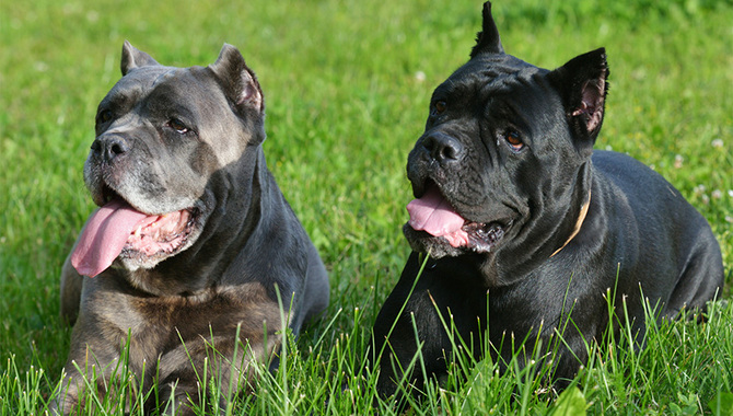 Cane Corsos With Other Pets