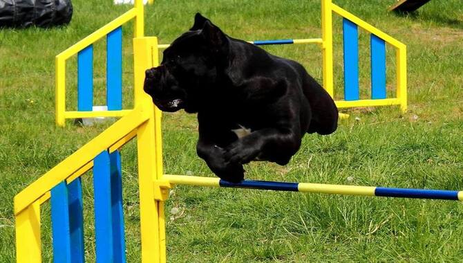 Canine Agility Training Vs. Cane Corso Jumping Training