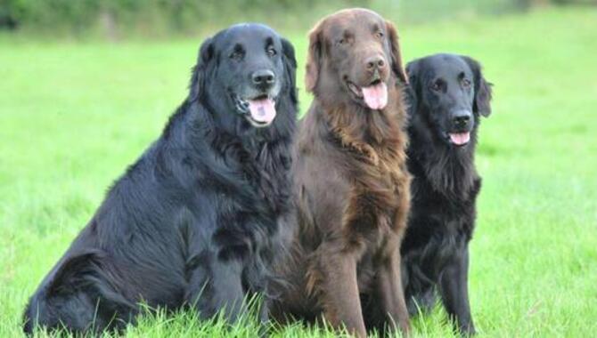 Care Needs Of Golden And Flat-Coated Retrievers