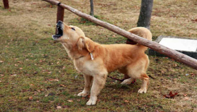Causes Of Aggression In Golden Retrievers