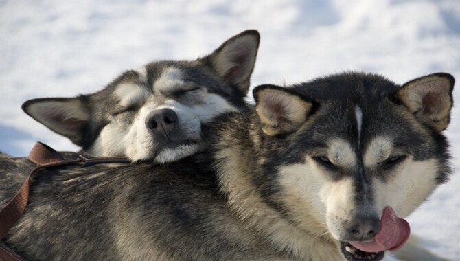 Causes Of Death In Huskies