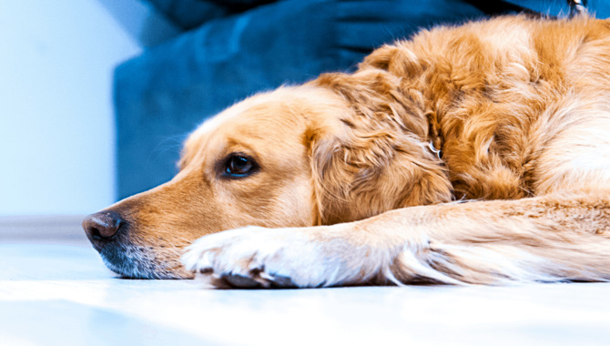 Causes Of Golden Retriever Dandruff