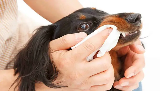 Causes Of Tartar Buildup In Dogs