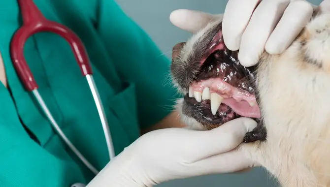 Clean The Insides Of Your Pet's Teeth