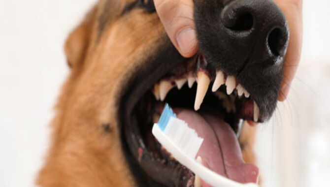 Clean The Outside Of Your Pet's Teeth