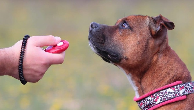 Clicker Training