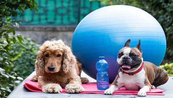 Cocker Spaniel Exercise