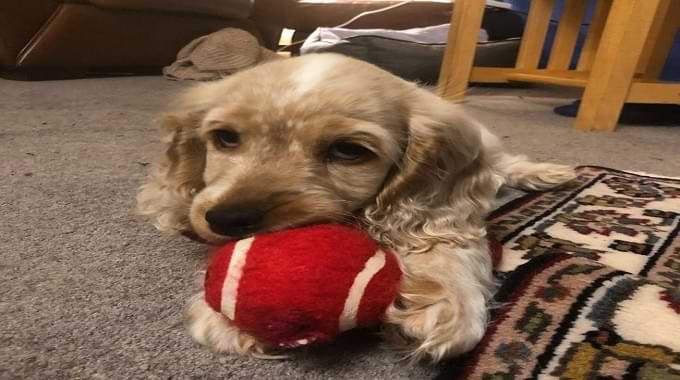 Cocker Spaniel Playtime