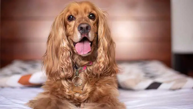 Cocker Spaniels Are Good Family Pets
