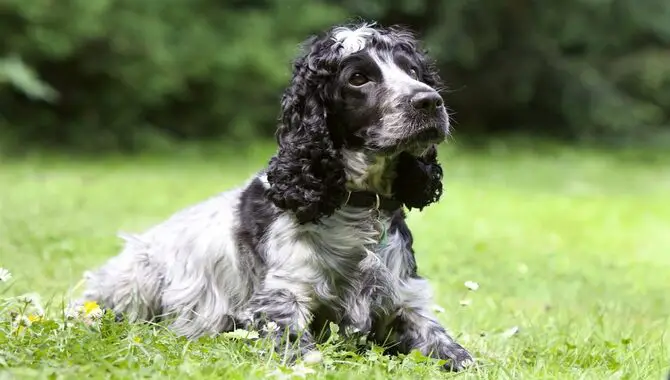 Cocker Spaniels Are Intelligent And Loyal Pets