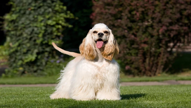 Cocker Spaniels Can Be Noisy And Destructive If Not Properly Trained