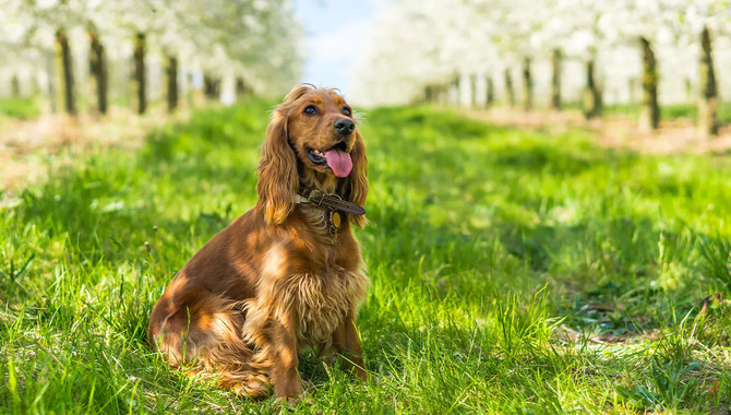 Cocker Spaniels High Maintenance