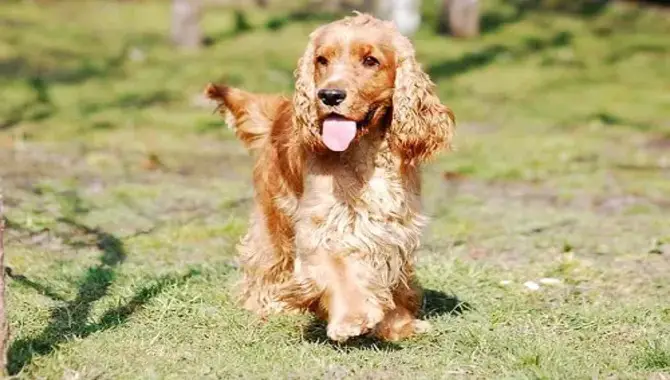 Cocker Spaniels Need Daily Exercise And Playtime