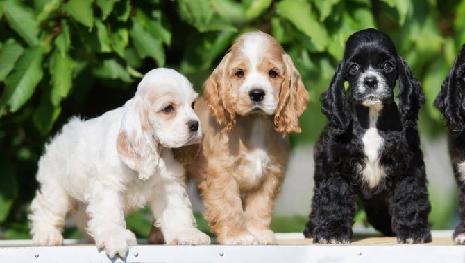 Cocker Spaniels Need To Socialize From A Young Age